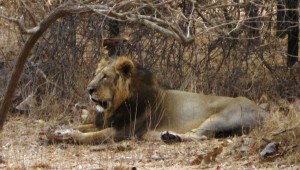 Lion in Gir